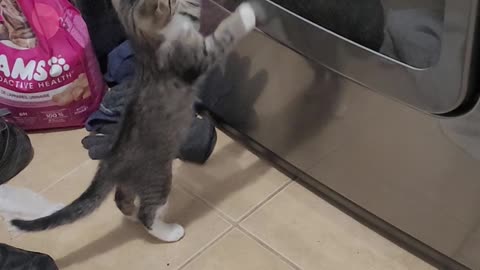 Baby Kittens See A Dryer For The First Time Attacks It