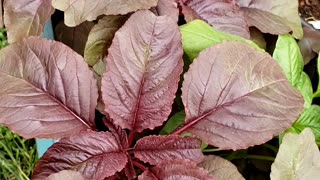 Red Amaranth or Red Spinach, dark color leafy vegetables