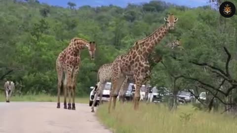 Watch majestic giraffe🦒 how they block the road #curiosity #desire #youtube #shorts #trending