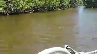 Louisiana Swamp Tour Fan Boat