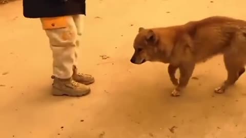 Little kid and dog dancing together✨🕺#