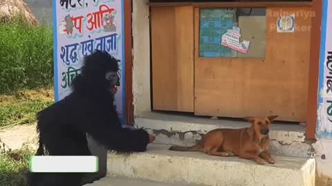 Dog Prank Funny Video | dog and Fake bear #4