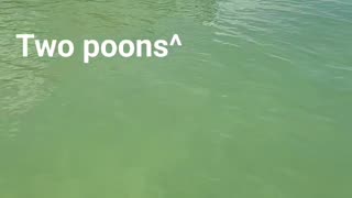 Two poons