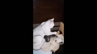 caring mother of kittens