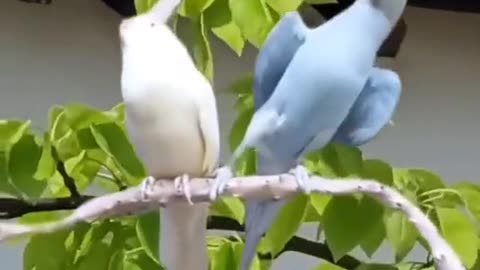 Amazing couple bird