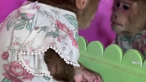 monkey work. funny video