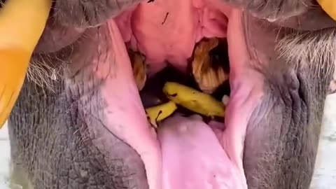 Elephant eating banana