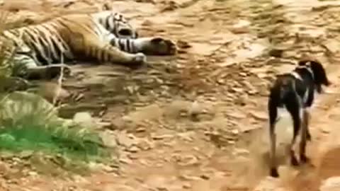 very sad! tiger attack on dog at national park