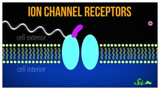 Optogenetics: Using Light to Control Your Brain