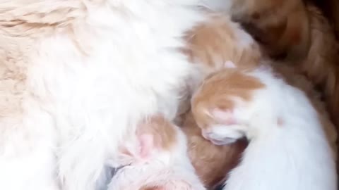 A cat gives birth to five kittens