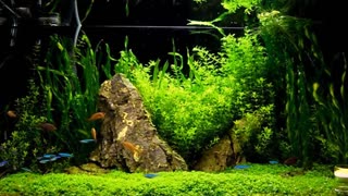 Aquascape tank