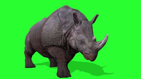 big rhino walking with the chromakey video