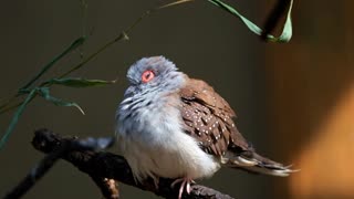 Bird chilling on the brunch