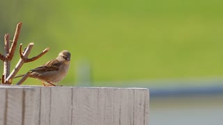 Bird Slow Motion ..