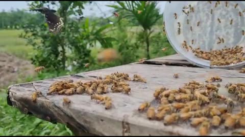 How to keep honey bees at home | Beekeeping ideas | beekeeping tips | Bees and beekeeping in india |