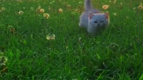 Running to you in the grass of the little cat, so cute!