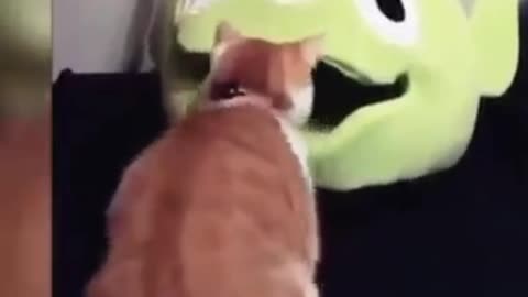 Funny cat videos 😂😂