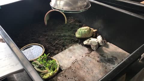 Indoor tortoise care for Mediterranean - pet setup enclosure tips - natural modern keeping methods-2