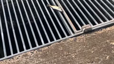 Fish Slips Through Father's Fingers