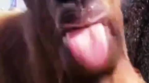 Funny Goat Video #viral