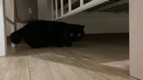 kitten is scared by its shadow