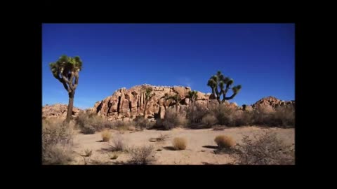 Joshua Tree (1 of many visits) quick video