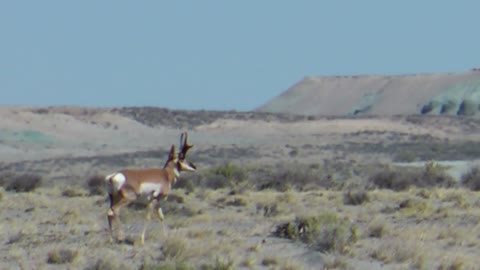 Pete Sr's antelope 2012