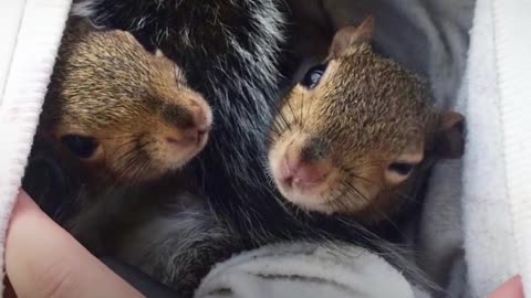 Rescued Squirrel Loses Home After Tree Gets Cut Down | The Dodo