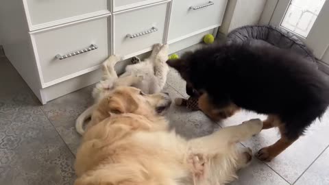 Funny Golden Retriever Playing Like a Little Puppy