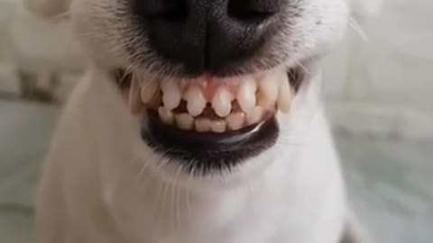 Funny Laughing Dog With Fake Teeth