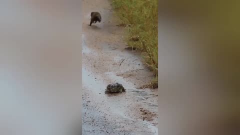 Dwarf Mongoose Spits Out Bullfrog