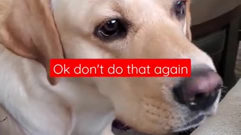 Dog Hates it When Disturbed During Sleeping_Funny Dog Video