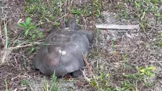 Florida Gopher Tortoise Foraging for Dinner