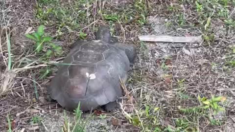 Florida Gopher Tortoise Foraging for Dinner