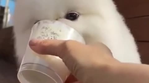 Cute dog eating ice cream
