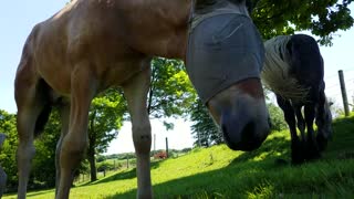 Adorable foal steals flip flops