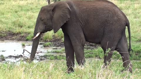 elephants in the savannah