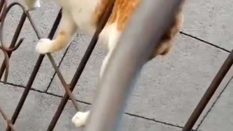 cat walk