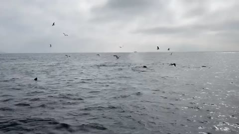 Whale Watchers Delight as Humpbacks Dive Under Boat