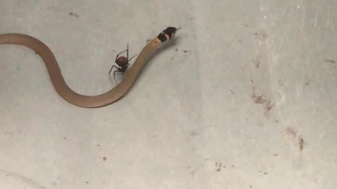 Redback Spider Catches a Snake