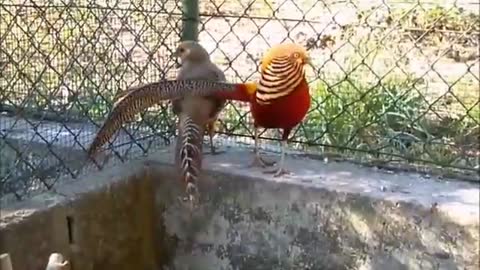 Beautiful birds video .birds lovers ,,birds love with each other