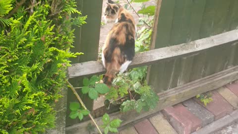 My cat jumping through fence