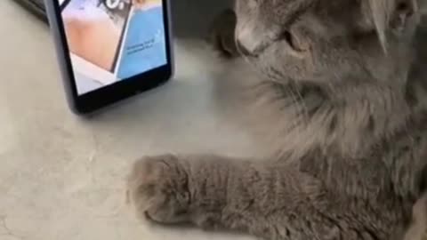 Cat vibing to music - Cats Reaction Funny Cat Videos