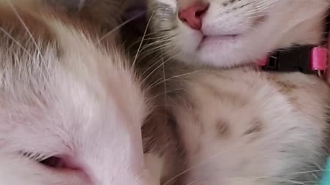 Sleepy kitties