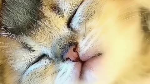 Cute kitten, share with cute people