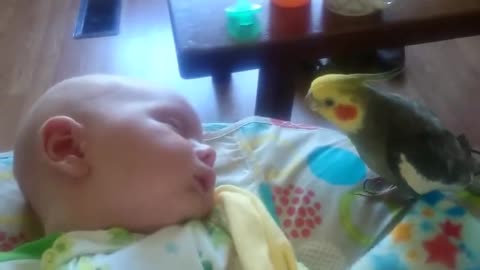 Cockatiel gives kisses and sings to a sleeping baby.