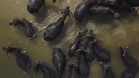 Asian Water Buffalos Taking a Bath in the Lake-