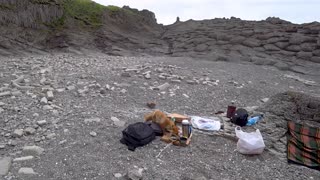 Sneaky Fox Makes Clean Escape With Hiker's Food