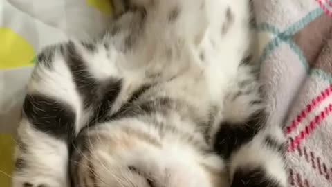 Kitten just in good sleep