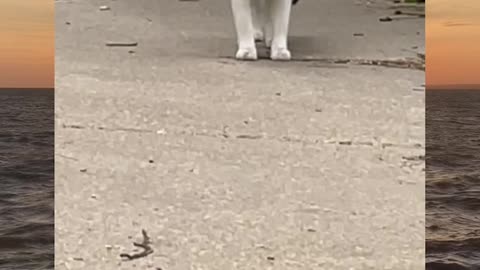 The cat is afraid of the cat in front of him and is surprised at him look